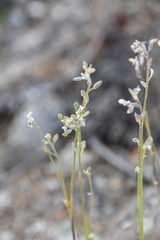 Draba cinerea