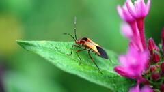 Hypselonotus interruptus