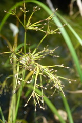Scirpus radicans