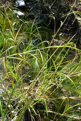 Scirpus radicans