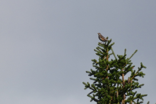 Redwing