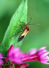 Hypselonotus interruptus