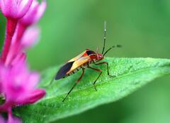 Hypselonotus interruptus