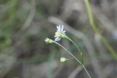 Symphyotrichum divaricatum