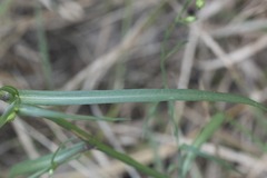 Symphyotrichum divaricatum