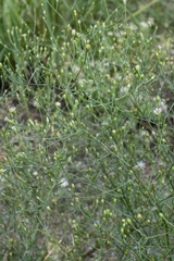 Symphyotrichum divaricatum