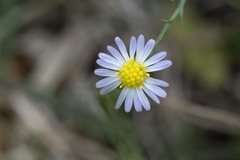 Symphyotrichum divaricatum