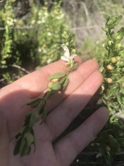 Teucrium bicolor