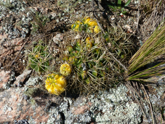Gymnocalycium monvillei