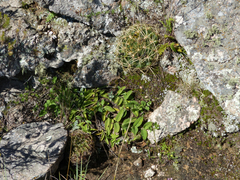 Gymnocalycium monvillei