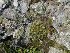 Gymnocalycium monvillei