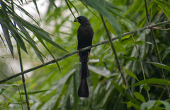 Crypsirina temia
