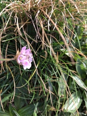 Armeria maritima