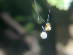 Cryptachaea veruculata