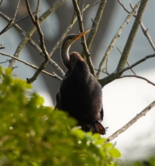 Anhinga melanogaster