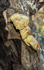 Pholiota aurivella
