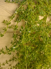 Dentella repens