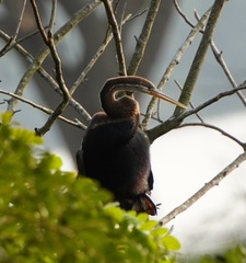 Anhinga melanogaster