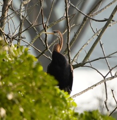 Anhinga melanogaster