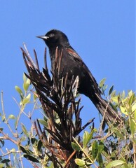 Icterus pyrrhopterus