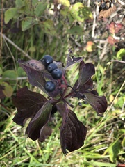 Cornus sanguinea