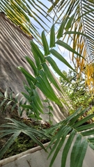 Pteris vittata