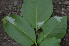 Pseudomicrostroma juglandis