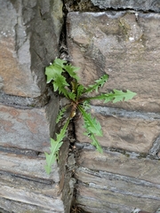 Crepidinae