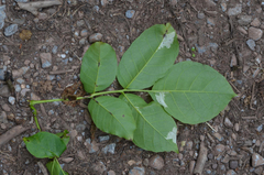 Pseudomicrostroma juglandis