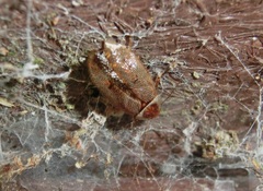 Sorineuchora nigra