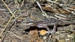 Lucasium steindachneri