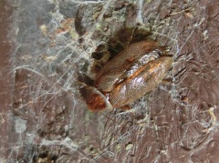 Sorineuchora nigra