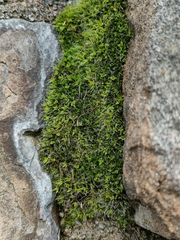 Bryopsida