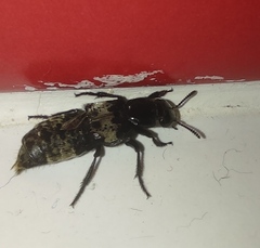 Creophilus maxillosus maxillosus
