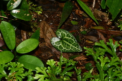Asarum albomaculatum