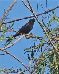 Icterus pyrrhopterus