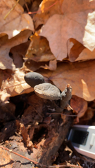 Xylaria polymorpha