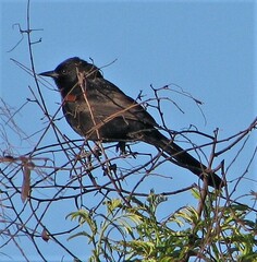 Icterus pyrrhopterus