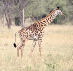 Giraffa camelopardalis tippelskirchi