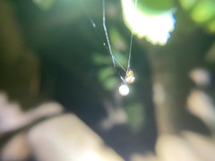 Cryptachaea veruculata