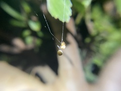 Cryptachaea veruculata