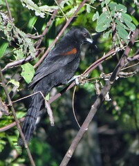 Icterus pyrrhopterus
