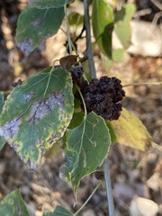 Aceria parapopuli
