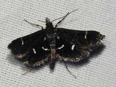 Diasemiodes nigralis