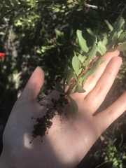 Escallonia illinita