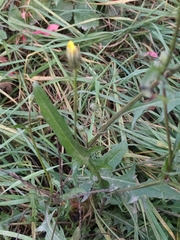 Crepis biennis
