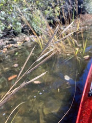 Sporobolus michauxianus