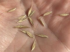 Sporobolus michauxianus