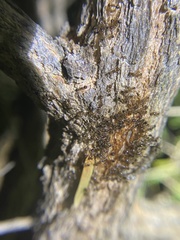 Pheidole megacephala