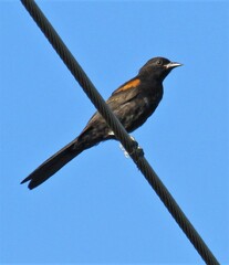 Icterus pyrrhopterus